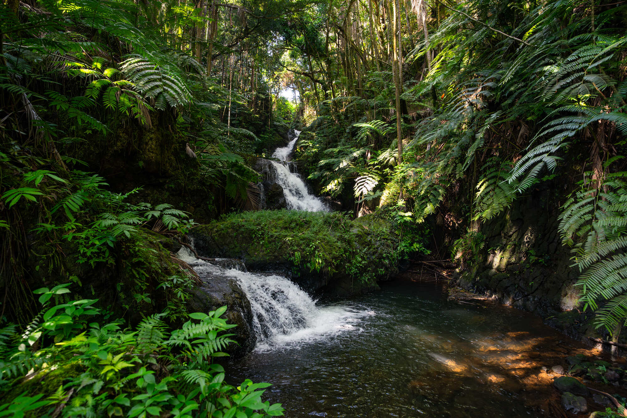 Rainforest canopy